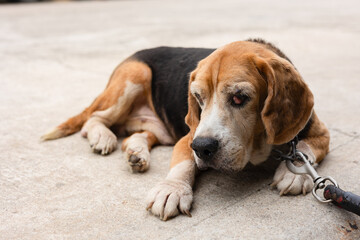 Close-up of an elderly beagle with visible eye infection and cyst. The dog shows signs of aging and illness, with a sad expression and cloudy eye on a street showing pet health issues.