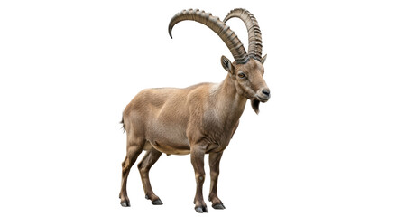 Isolated Majestic Alpine Ibex with Long Horns