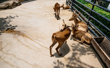 Group of deer are in a pen, with one of them laying down