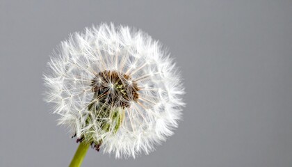 Closeup of a White Dandelion Seed Head Against a Gray Background