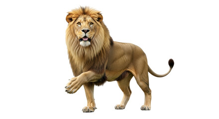 Obraz premium Isolated Lion Standing