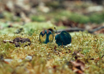 Two small, multi-colored glass ear plugs lie on green moss.