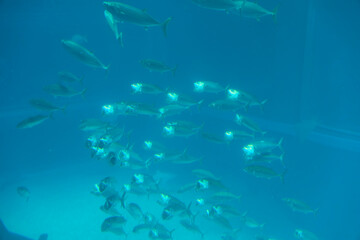 Indian mackerel (Rastrelliger kanagurta)