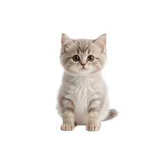 Obraz premium Adorable Cream Tabby Kitten Sitting, Isolated on Transparent Background