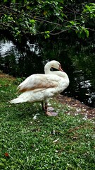white flamingo in the water