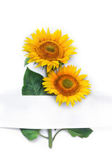 Bouquet of yellow flowers sunflower with white paper card with space for text on a white background. Top view, flat lay
