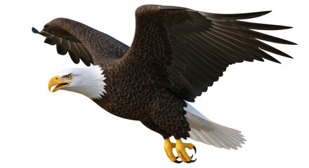 Obraz premium Isolated Bald Eagle in Flight