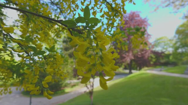 Close-Up of Laburnum Anagyroides (Golden Chain Tree) Flowers with Blurred Park Background