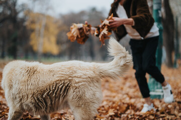 The image captures a person interacting with a dog while playing outside. Vibrant autumn foliage...
