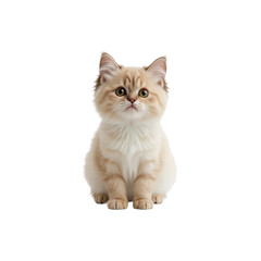 Obraz premium Adorable Cream Tabby Kitten Sitting and Looking Up