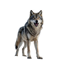 Majestic Gray Wolf Standing Alert in Snowy Wilderness