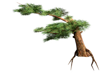 3D Rendering Pine Tree on White