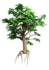 3D Rendering Ash Tree on White