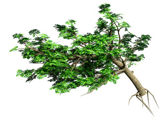 3D Rendering Ash Tree on White