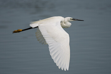 LITTLE EGRET IN FLIGHT