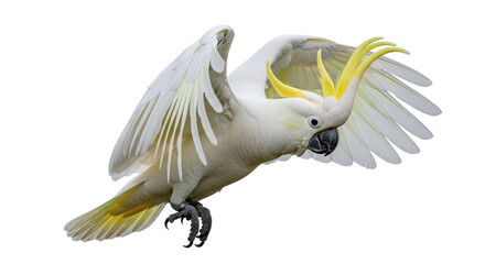Isolated Sulphur-crested Cockatoo © Emma
