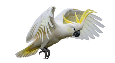 Isolated Sulphur-crested Cockatoo