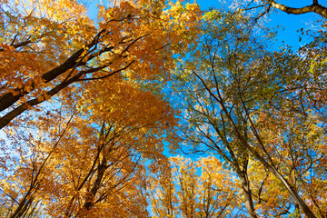 Nature fall weather. Seasonal forest. Natural fallen leaves. Autumnal leaves on tree. Autumnal...