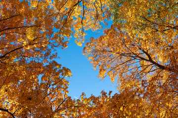 Nature in fall season. Autumnal sunny day. Seasonal leaves on tree. Natural autumn leaves. Autumn beauty of nature. Fall season nature. Fall leaves of tree. Golden hour. Autumn tree