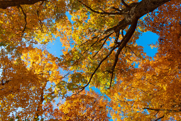 Autumnal season nature. Bright color fall. Nice day in autumn. Autumn season. Fall leaves change...