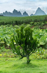 green tea plantation in the mountains