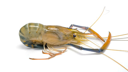 Fresh river prawns isolated on white background. Big freshwater prawns. River prawns for cooking.