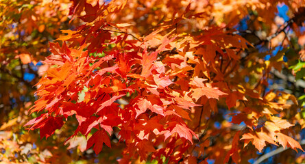 Nature in autumn. Fall weather outdoor. Leaves in autumn nature forest. Fallen leaves. Sunny day. Autumn nature forest. Orange and yellow fall leaves. Fall season colors