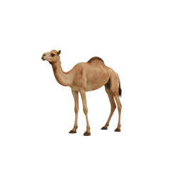 Single Dromedary Camel Standing, Isolated on Transparent Background