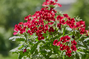 Fototapeta premium Red verbena flowers in bright sunlight close-up, blurred background. The verbena plant grows in the garden, red small flowers and green leaves in the sunlight blur.
