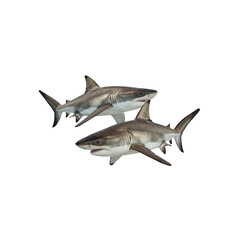 Obraz premium Two Sand Tiger Sharks Swimming Together in the Ocean