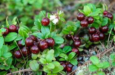 Close-up of ripe lingonberries on green leaves with a white flower in a natural environment