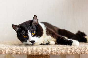 A black and white cat comfortably laying on a tall cat tree structure