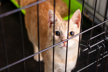 A cat is sitting in a cage, intently looking at the camera