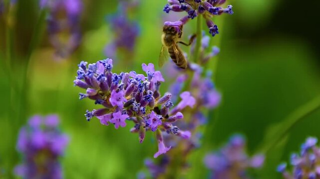 Bee collecting nectar from lavender flower. Perfect for illustrating pollination, nature, biodiversity, and environmental themes in full HD video projects.
