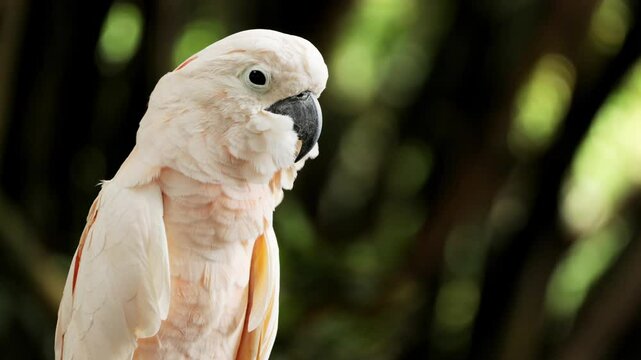 The video shows a white cockatoo perched on a branch, swaying its body back and forth. It is a great example of the unique and often humorous ways that animals interact with their environment.