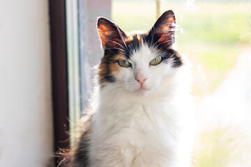 A beautiful calico cat is gazing out of a window, observing the outside world