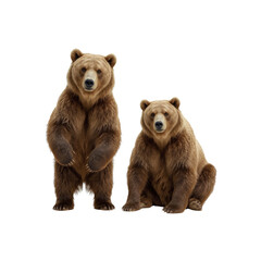 Fototapeta premium Two Brown Bears Standing and Sitting, Isolated on Transparent Background