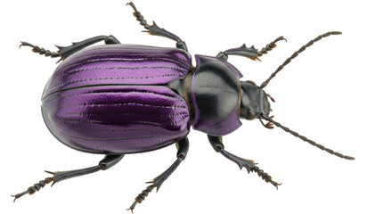 Isolated Purple Beetle