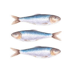 Watercolor Illustration of Three Sardines