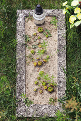 Old neglected grave with plants. Overgrown tombstone with candle. Forgotten cemetery burial site. Moss and succulents in concrete. Memory fading with time. Symbol of passing and nature reclaiming.