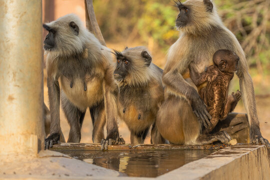 Hanuman Langurs (Semnopithecus entellus) Mandore Garden, Jodhpur, India.