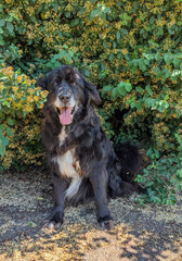 A senior Border Collie mix dog sits in the shade, panting happily. Known for intelligence, loyalty, and a gentle spirit, this wise old companion radiates warmth, patience, and friendly charm.