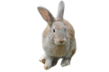 Obraz premium A light brown bunny posing for a picture, perfect for Easter, wildlife, animal and pet themed designs, with a cute and fun aesthetic.