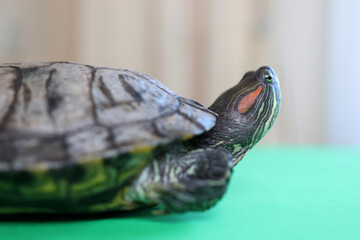 People care for and play with a pet red-eared turtle.