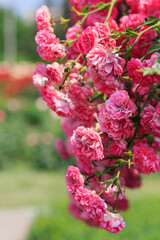 gentle pink roses in full bloom, showcasing lush petals and green foliage