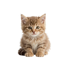 Obraz premium Adorable Fluffy Kitten Sitting and Looking at Camera