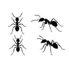 set of black ants isolated