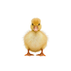 Obraz premium Adorable Fluffy Yellow Duckling Facing the Camera