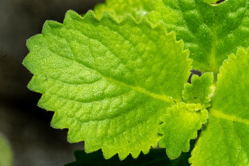 Fresh oregano leaves
