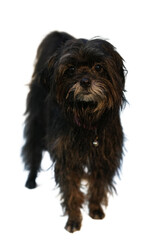 A dark brown fluffy dog ​​with a bell, perfect for pet products, veterinary services, animal-themed designs, and dog owner content creation.